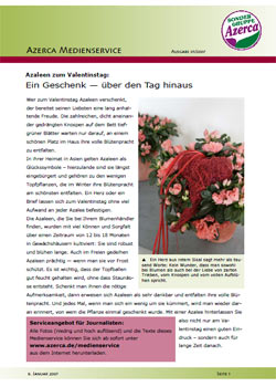 Azaleen zum Valentinstag (01/2007)
