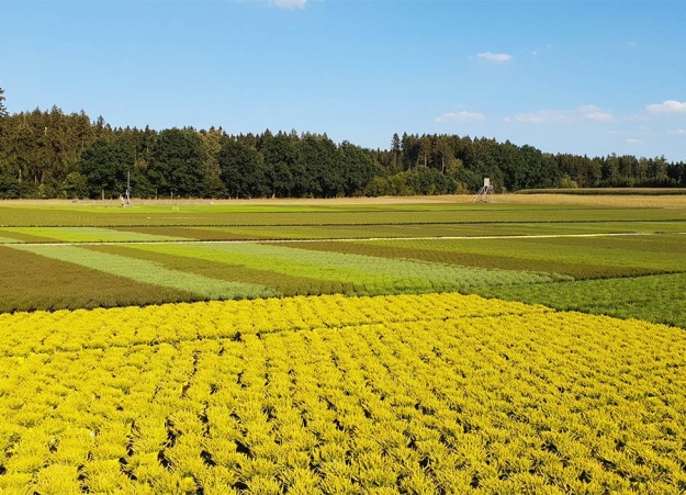 Das Farbspektrum der Heide hat sich bei den Blüten wie auch im Laub in den letzten Jahren stark verändert. Da kann ein Callunenfeld auch in der Produktionszeit auch einmal in Gelbtöne getaucht sein.