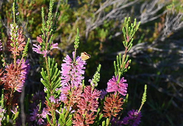 Die wieder angesiedelte Erica verticillata hat sich offenbar in Südafrika wieder eatbliert.