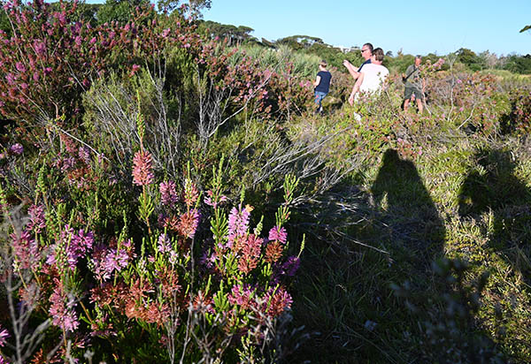 Erica verticillata war in der südafrikanischen Landschaft ausgestorben. U.a. mit Hilfe von zwei Azerca-Betrieben konnte sie wieder angesiedelt werden.