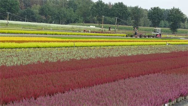 Die Heidepflanzen stehen in überzeugenden Qualitäten auf der Kulturfläche. (Foto: Tina Banse)